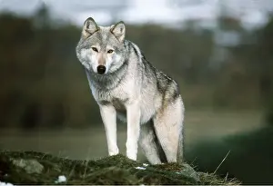 Ian Beames: WOLF