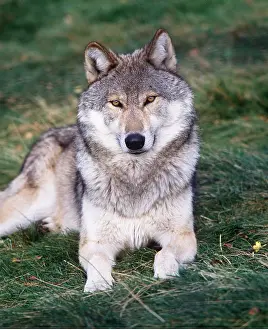 Ian Beames: WOLF