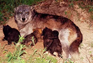 Dens: Wolf - Alpha female nursing / suckling pups at den