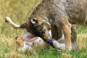 Wolf: A wolf bends over a lying wolf in a playful posture