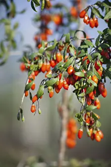 270218: Wolf berry, Goji berry, Lycium barbarum, Mass of