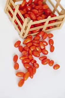 270218: Wolf berry, Goji berry, Lycium barbarum, Studio