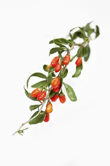 270218: Wolf berry, Goji berry, Lycium barbarum, Studio