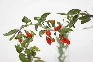 270218: Wolf berry, Goji berry, Lycium barbarum, Studio