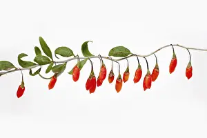 270218: Wolf berry, Goji berry, Lycium barbarum, Studio