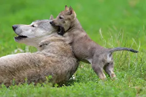 200722: Wolf (Canis lupus), adult with cub, captive