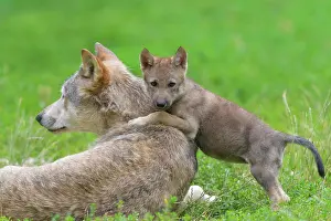200722: Wolf (Canis lupus), adult with cub, captive