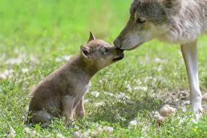 200722: Wolf (Canis lupus), adult with cub, captive
