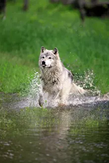 Bodies: Wolf (Canis lupus), adult, running through water