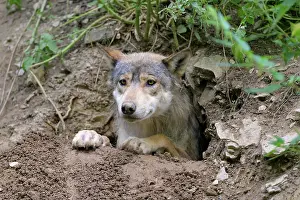 200722: Wolf (Canis lupus), in cave, captive
