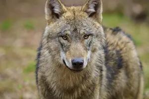 Section: Wolf (Canis lupus), close-up portrait of a wolf with a penetrating gaze in the forest
