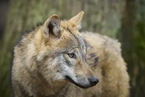 Section: Wolf (Canis lupus), close-up portrait of a wolf in front of a tree in the forest