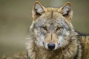 Section: Wolf (Canis lupus), close-up of a single wolf with an intense gaze