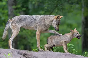 220822: Wolf (Canis lupus), with cub in summer, captive