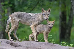 220822: Wolf (Canis lupus), with cub in summer, captive