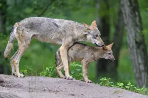 220822: Wolf (Canis lupus), with cub in summer, captive