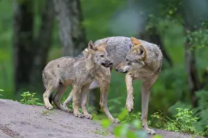 220822: Wolf (Canis lupus), with cub in summer, captive