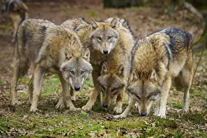 Wolf: Wolf (Canis lupus), a group of wolves standing vigilantly and attentively together