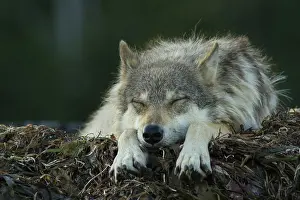 Alga: Wolf (Canis lupus) lying on seaweed covered rocks