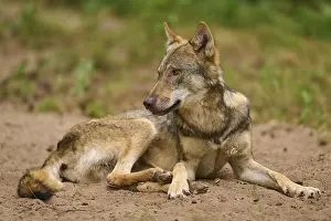 Calm: Wolf (Canis lupus), lying wolf on sandy ground looks to the side and appears calm