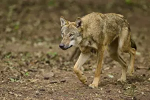 Wolf: Wolf (Canis lupus), sneaking vigilantly through the forest
