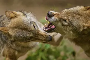 Biting: Wolf (Canis lupus), two wolves aggressively biting each other