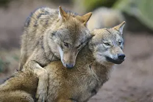 Wolf: Wolf (Canis lupus), two wolves fighting with each other during mating season
