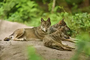 Wolf: Wolf (Canis lupus), three wolves lying on a sand hill in a dense forest