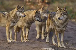 Wolf: Wolf (Canis lupus), four wolves standing at attention in a natural environment