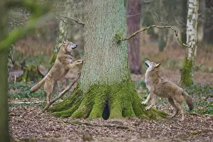 Wolf: Wolf (Canis lupus), two wolves standing attentively by a moss-covered tree in the forest