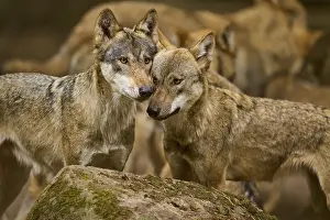 Wolf: Wolf (Canis lupus), two wolves standing close together