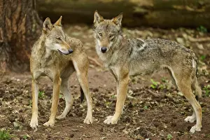 Watching: Wolf (Canis lupus), two wolves standing together in the forest