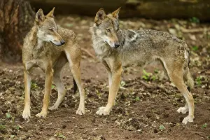 Watching: Wolf (Canis lupus), two wolves standing next to each other on a forest floor and looking attentively