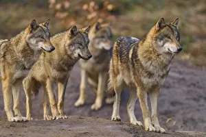 Hills: Wolf (Canis lupus), four wolves standing together on a hill in a natural environment