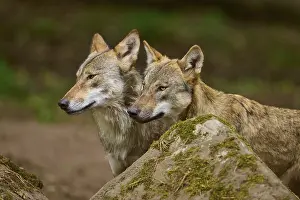 Wolf: Wolf (Canis lupus), two wolves standing next to each other behind a rock