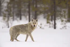 Boreal: Wolf (Canis lupus)standing in front of boreal f