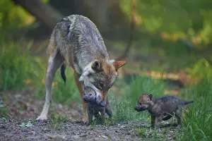 Tending: A wolf cares for a puppy while another watches