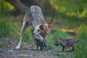 Carries: A wolf carries one of its pups while another stands next to it