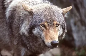 Sinister: WOLF - close-up of head