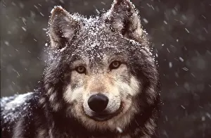 Wolves: WOLF - close-up of head in snow