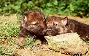 Wolves: WOLF - close-up pup faces