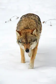 Wald: Wolf, Common Wolf, European Wolf (Canis lupus lupus)