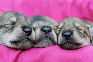 Pictures: Three wolf-dog puppies, dogs noses, sleeping
