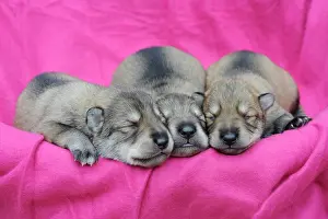 Pictures: Three wolf-dog puppies, sleeping
