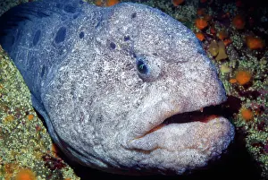 Ocellatus: Wolf Eel Fish