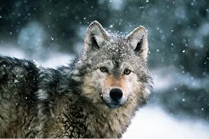 Falling: WOLF - in falling snow