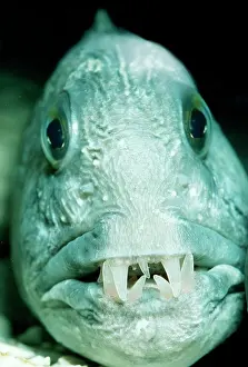 Anarhichas: Wolf Fish