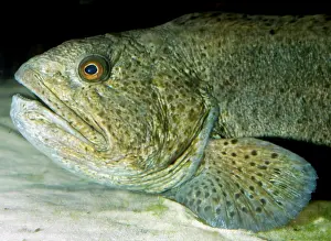 Anarhichas: Wolf-fish