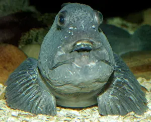 Anarhichas: Wolf-fish