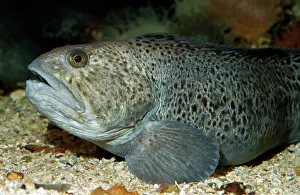 Anarhichas: Wolf Fish